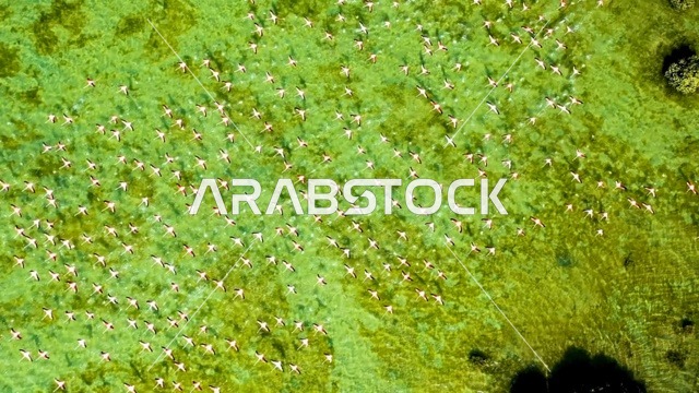 طيور الفلامنجو فوق غابات المانجروف مشهد جوي