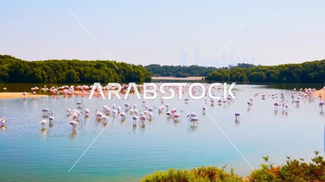 Pink Flamingos at UAE Mangrove Reserve with City Skyline
