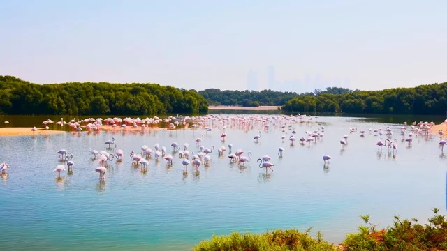 Pink Flamingos at UAE Mangrove Reserve with City Skyline Pink Flamingos at UAE Mangrove Reserve with City Skyline