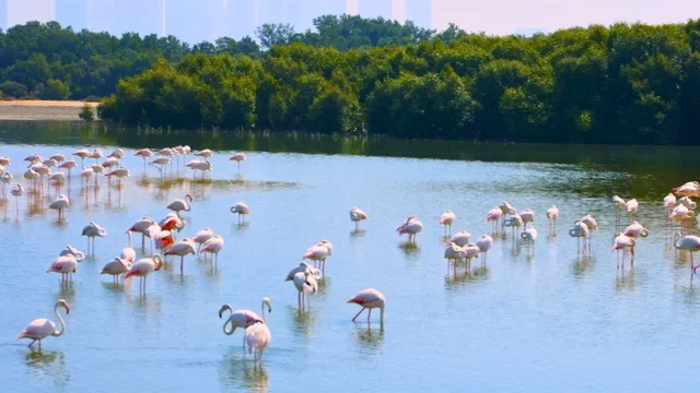 طيور الفلامنجو في محمية القرم بالإمارات