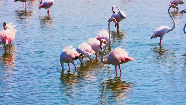 Pink Flamingos in Nature Reserve Water Reflections