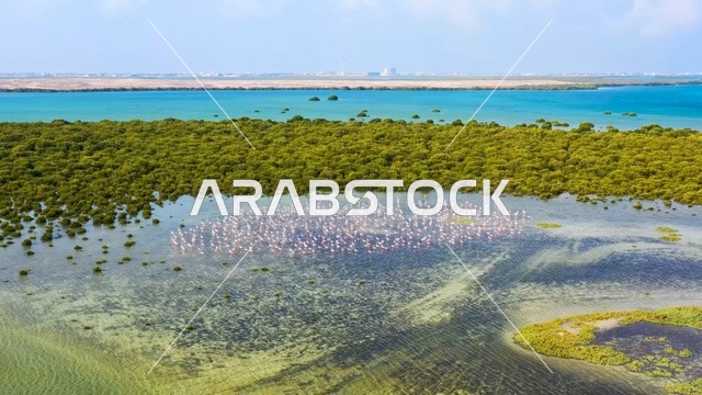 Aerial View Flamingos UAE Mangrove Nature Reserve
