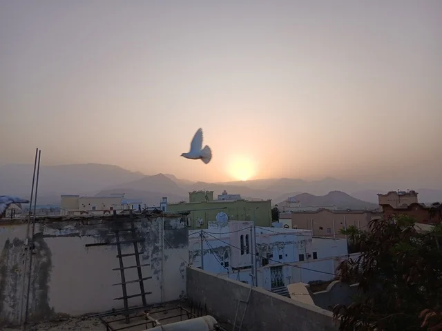 حمامة بيضاء تحلق فوق حي سكني وقت الغروب