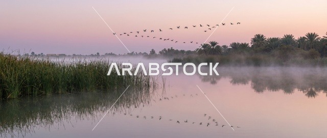 طيور مهاجرة في بحيرة الأصفر بالأحساء وسط الضباب