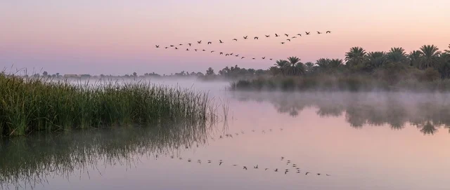 Migratory Birds at Al-Asfar Lake Al-Ahsa Morning Fog