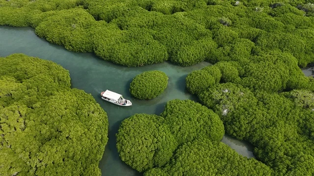قارب في مانغروف جزيرة القندل جزر فرسان جازان