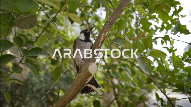 White-spectacled Bulbul Perched on an Al-Ahsa Tree Branch