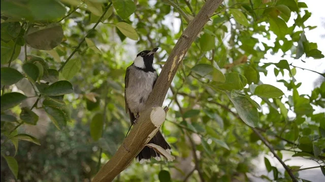 White-spectacled Bulbul Perched on an Al-Ahsa Tree Branch