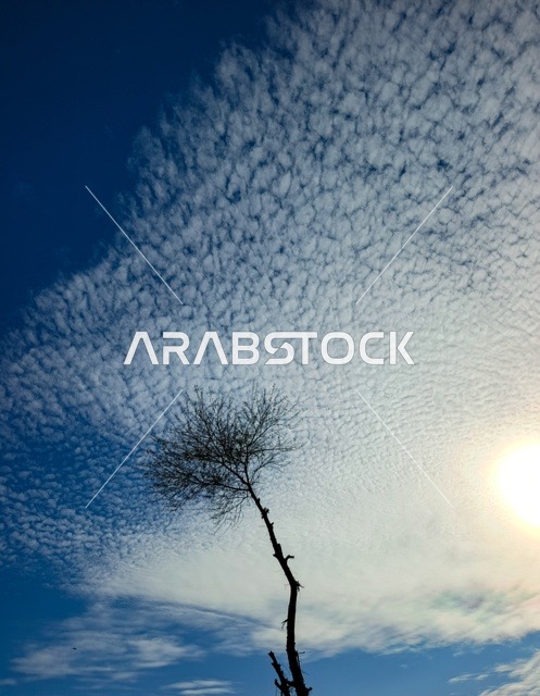 شجرة جافة وحيدة في الشارقة تحت سماء غائمة