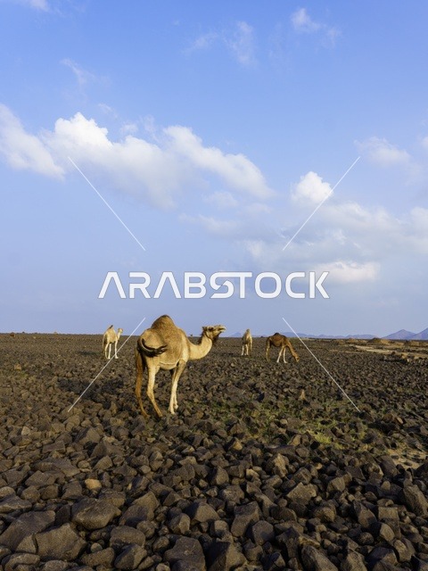 الإبل في صحراء المملكة العربية السعودية الصخرية