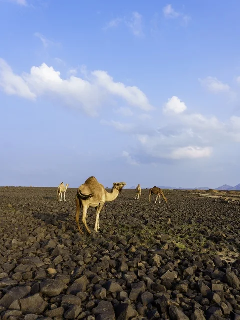 Camels in Saudi Arabia Rocky Desert Landscape