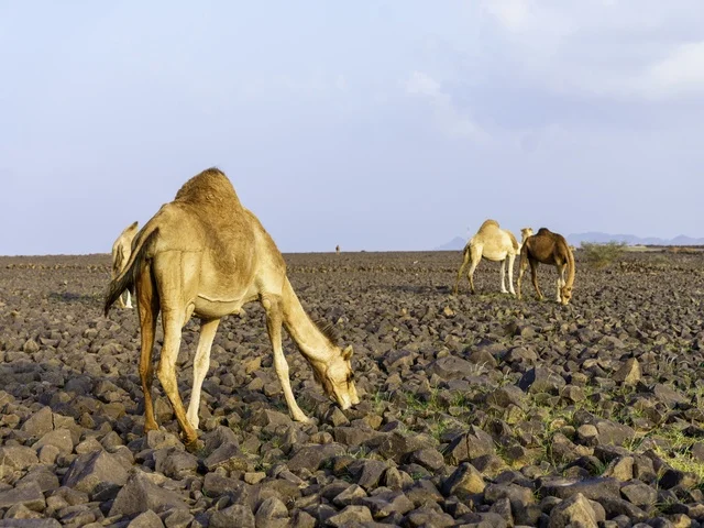 Camels Grazing in Saudi Arabia Rocky Desert