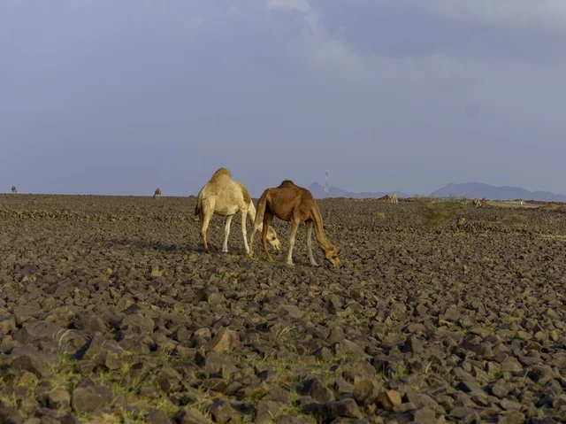 Dromedary Camels Grazing in Saudi Rocky Desert