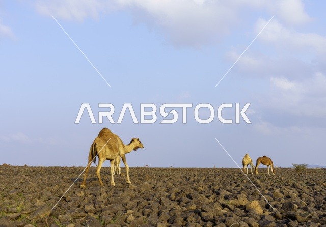 إبل في الصحراء الصخرية في المملكة العربية السعودية