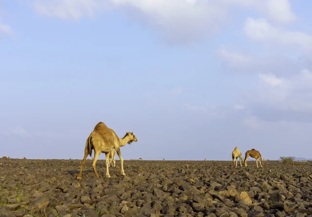 إبل في الصحراء الصخرية في المملكة العربية السعودية