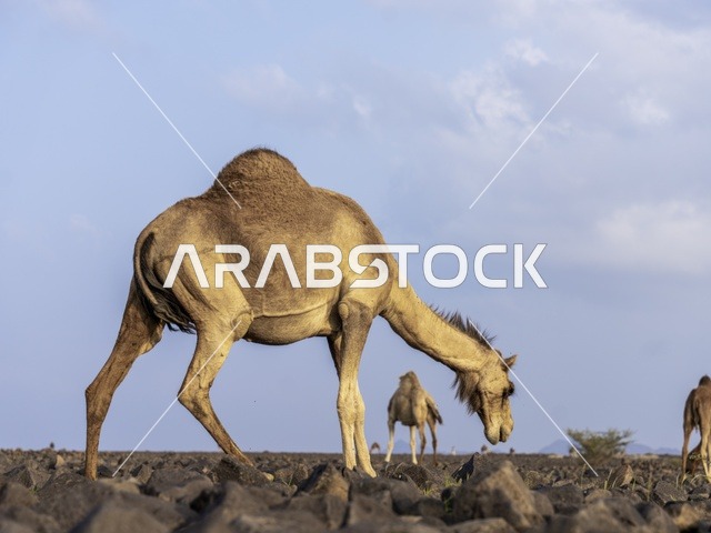 Camel Walking on Rocky Desert Ground in Saudi Arabia