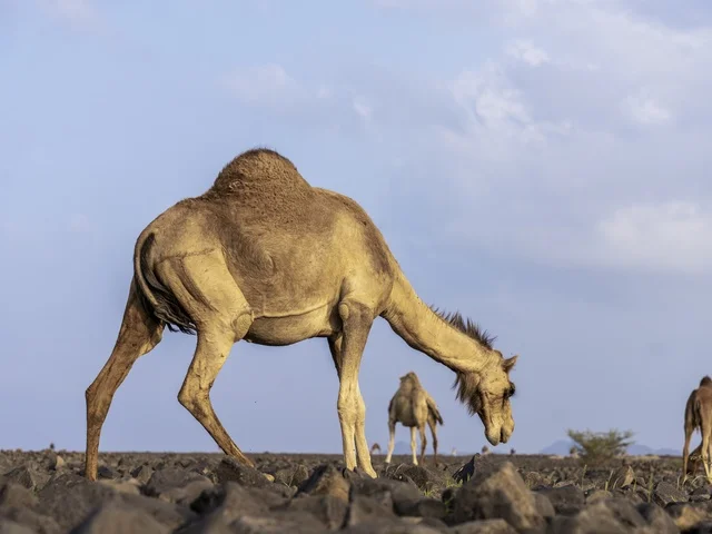 Camel Walking on Rocky Desert Ground in Saudi Arabia