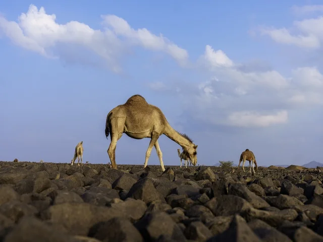الإبل العربية في صحراء صخرية بالمملكة العربية السعودية الإبل العربية في صحراء صخرية بالمملكة العربية السعودية