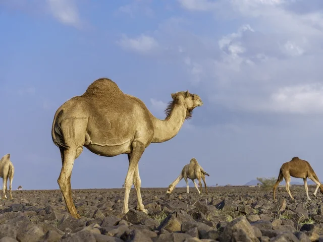 Arabian Camel in Saudi Arabia Rocky Desert Landscape