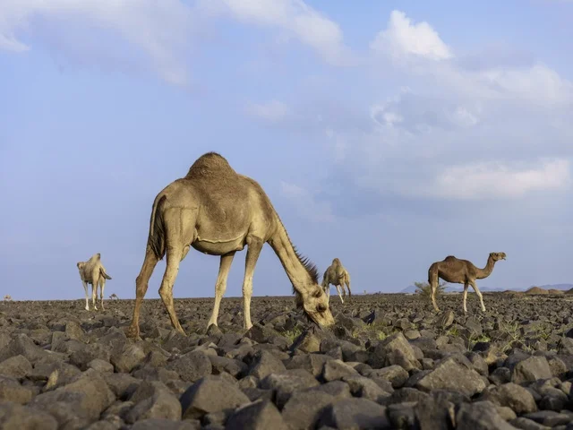 Camels Grazing on Rocky Volcanic Terrain in Saudi Arabia