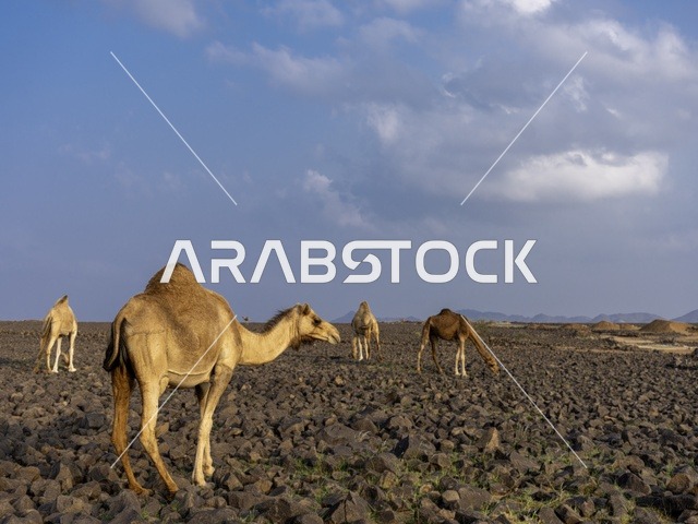 إبل عربية في صحراء بركانية صخرية بالسعودية