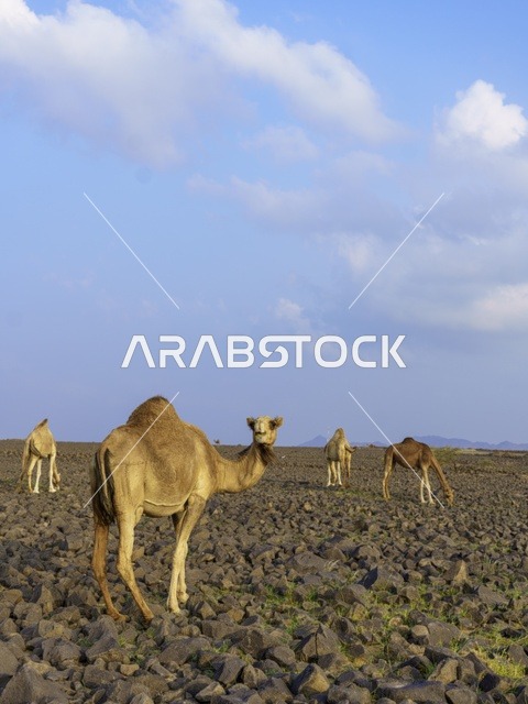 Dromedary Camel in Saudi Arabia Rocky Desert Landscape