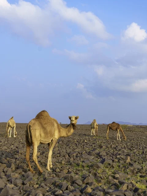 Dromedary Camel in Saudi Arabia Rocky Desert Landscape