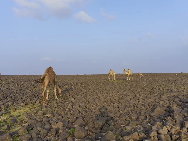 إبل عربية ترعى في تضاريس صحراوية صخرية بالسعودية