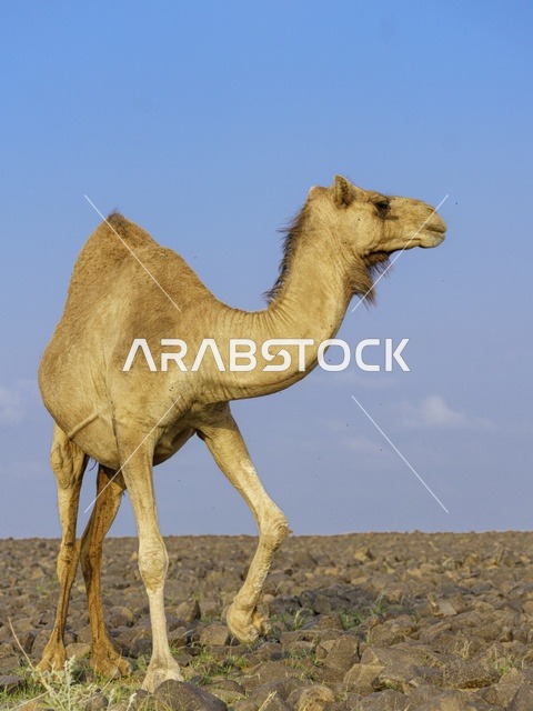 جمل يسير في صحراء المملكة العربية السعودية