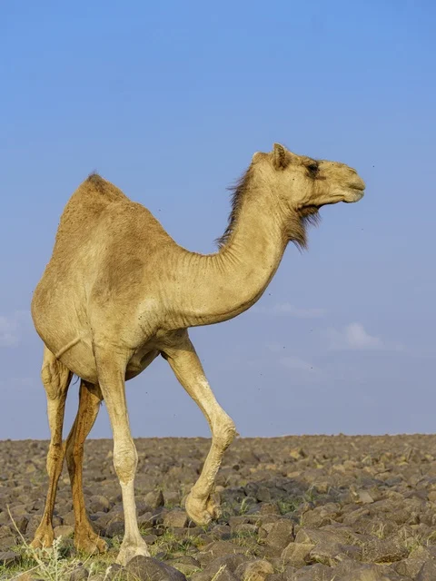 Dromedary Camel Walking in Saudi Arabian Desert
