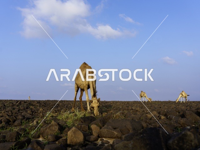 إبل ترعى في الطبيعة الصخرية في السعودية