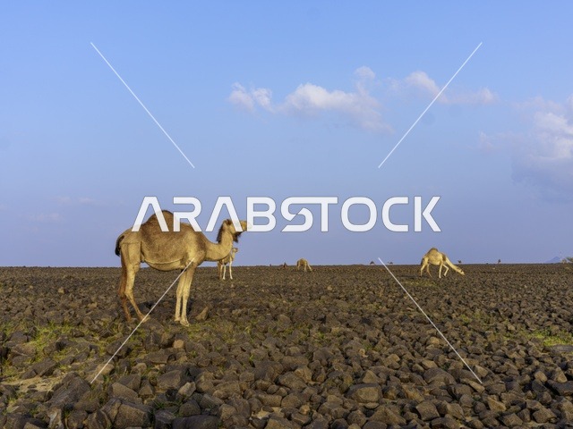 جمل في صحراء صخرية بالمملكة العربية السعودية