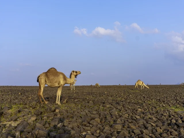 Camel in Saudi Arabia Rocky Desert Landscape