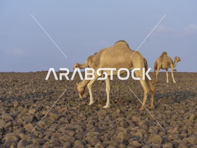 الإبل ترعى في الأرض الصخرية في السعودية