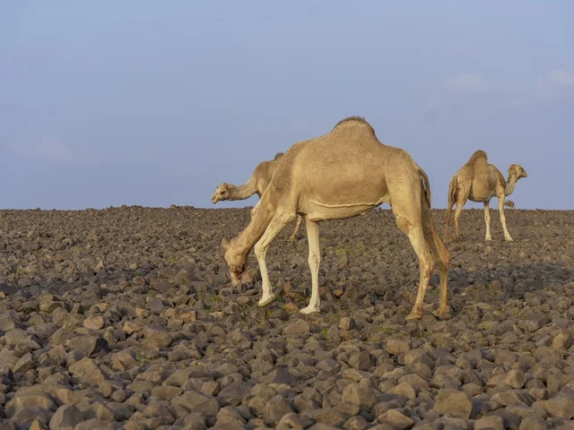 الإبل ترعى في الأرض الصخرية في السعودية الإبل ترعى في الأرض الصخرية في السعودية