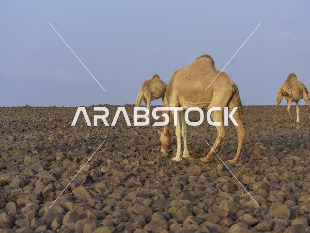 جمال ترعى في الصحراء الصخرية بالسعودية