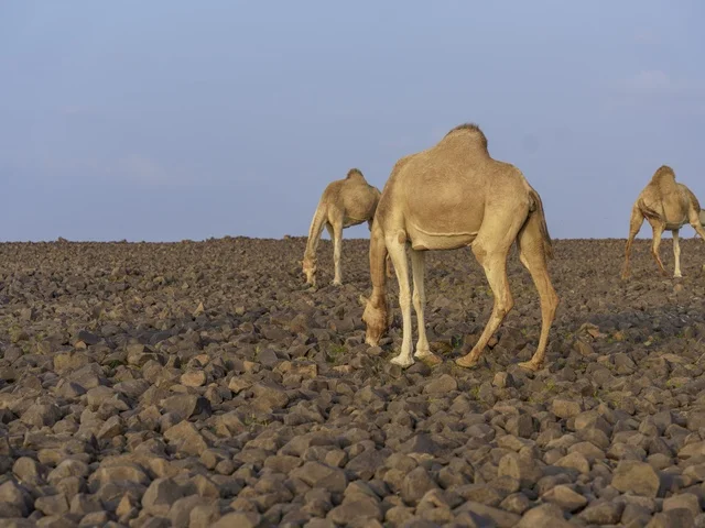 جمال ترعى في الصحراء الصخرية بالسعودية جمال ترعى في الصحراء الصخرية بالسعودية