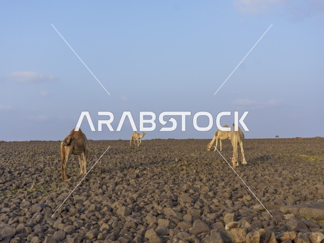 الإبل في الصحراء الصخرية بالمملكة العربية السعودية
