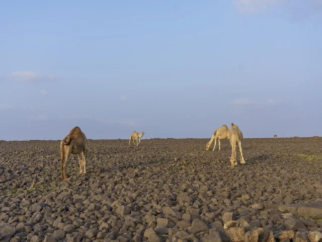 Camels in Saudi Arabia Rocky Volcanic Desert Terrain