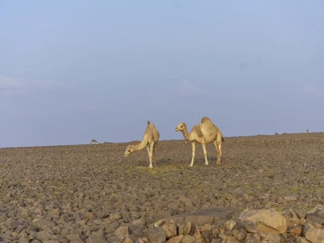 Camels Grazing in Saudi Arabian Rocky Desert Landscape