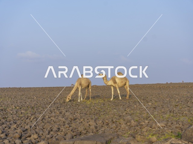 جملان في الصحراء الصخرية بالمملكة العربية السعودية