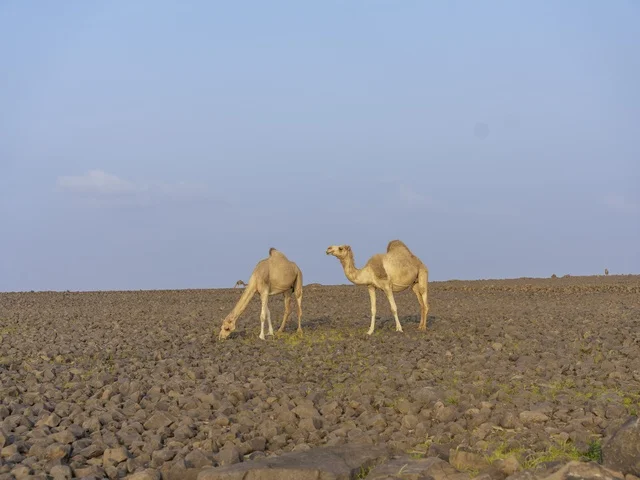 جملان في الصحراء الصخرية بالمملكة العربية السعودية