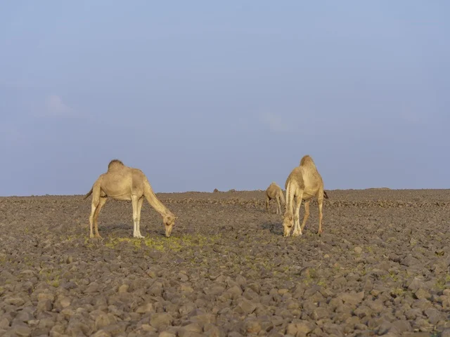 Camels Grazing on Rocky Saudi Arabian Desert Plateau