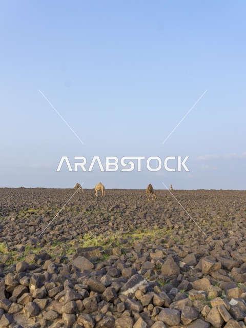 Camels Grazing in Saudi Arabia Rocky Desert Landscape