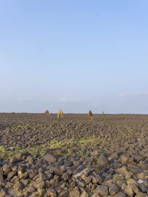 إبل ترعى في صحراء صخرية في السعودية