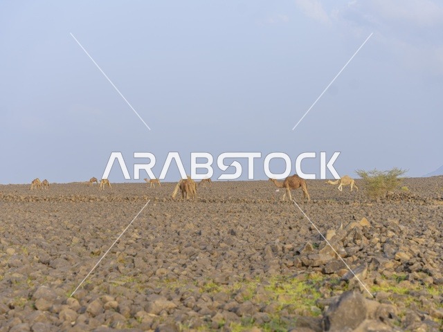 قطيع من الإبل في الصحراء الصخرية السعودية