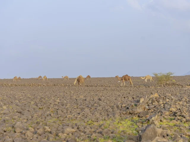 قطيع من الإبل في الصحراء الصخرية السعودية
