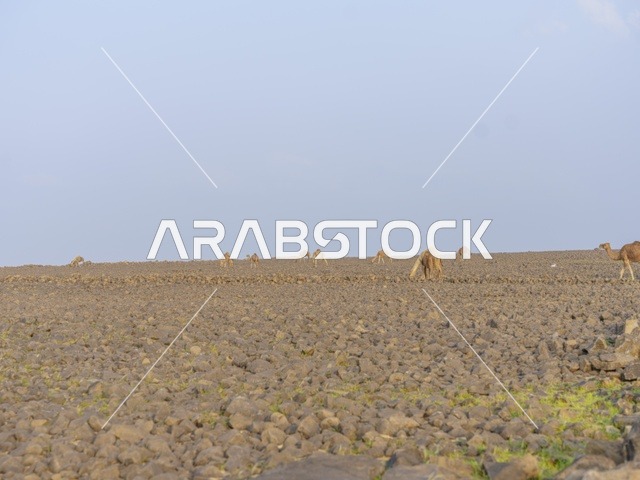 قطيع إبل في الصحراء الصخرية السعودية