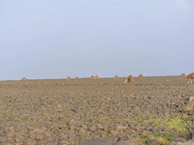قطيع إبل في الصحراء الصخرية السعودية
