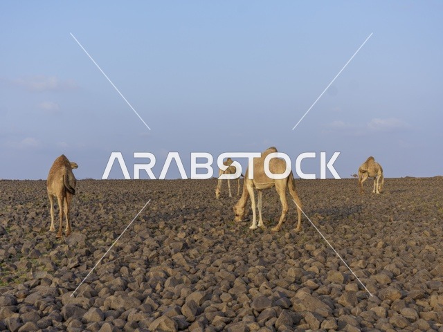 Dromedary Camels in Saudi Arabia Rocky Desert Plain